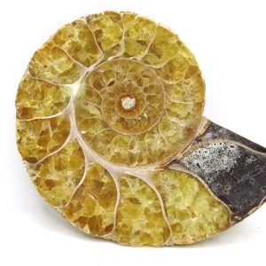 Madagascar Medium Cretaceous Cleoniceras Ammonite 187 | Fossils for Sale