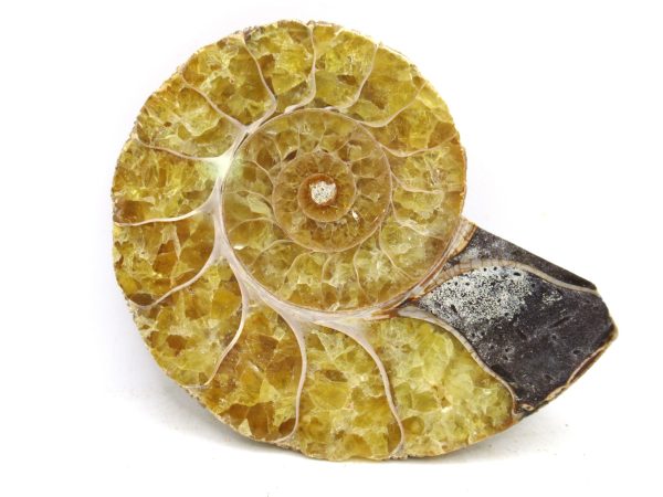 Madagascar Medium Cretaceous Cleoniceras Ammonite 187 | Fossils for Sale