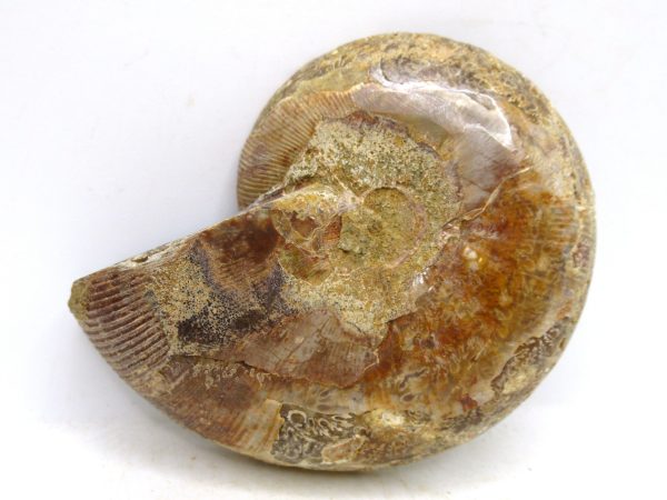 Madagascar Medium Cretaceous Cleoniceras Ammonite 187a | Fossils for Sale
