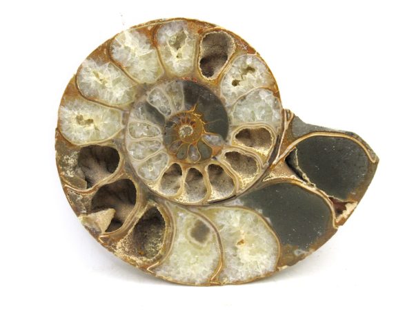 Madagascar Medium Cretaceous Cleoniceras Ammonite 188 | Fossils for Sale