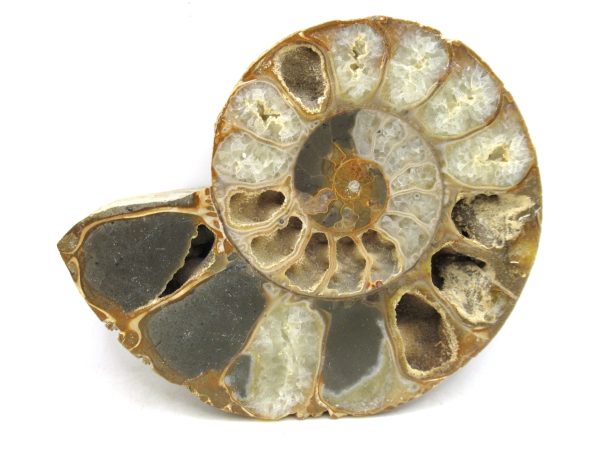 Madagascar Medium Cretaceous Cleoniceras Ammonite 188b | Fossils for Sale