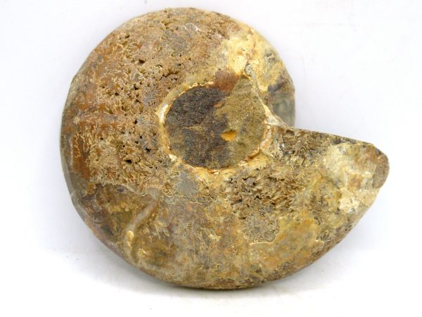 Madagascar Medium Cretaceous Cleoniceras Ammonite 188c | Fossils for Sale