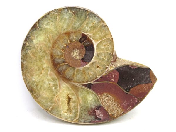 Madagascar Medium Cretaceous Cleoniceras Ammonite 189 | Fossils for Sale