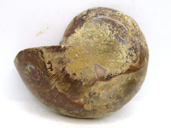 Madagascar Medium Cretaceous Cleoniceras Ammonite 189a | Fossils for Sale