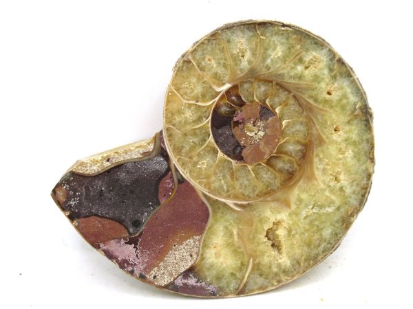 Madagascar Medium Cretaceous Cleoniceras Ammonite 189b | Fossils for Sale