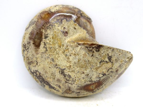Madagascar Medium Cretaceous Cleoniceras Ammonite 189c | Fossils for Sale