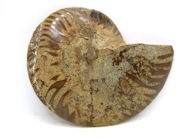 Madagascar Medium Cretaceous Cleoniceras Ammonite 190a | Fossils for Sale