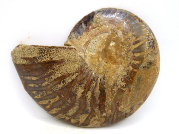 Madagascar Medium Cretaceous Cleoniceras Ammonite 190c | Fossils for Sale