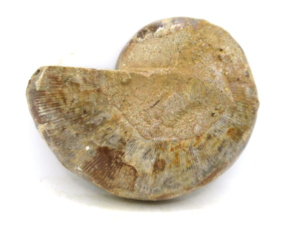 Madagascar Medium Cretaceous Cleoniceras Ammonite 191a | Fossils for Sale