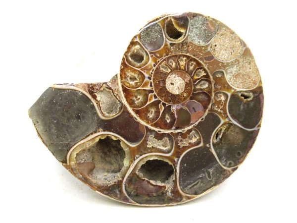 Madagascar Medium Cretaceous Cleoniceras Ammonite 191b | Fossils for Sale