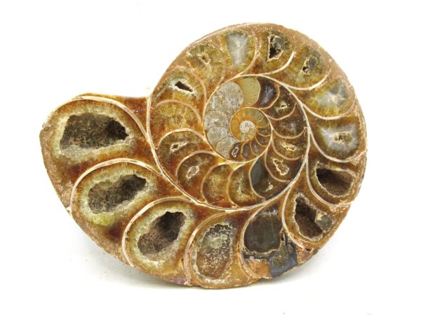 Madagascar Medium Cretaceous Cleoniceras Ammonite 192 | Fossils for Sale