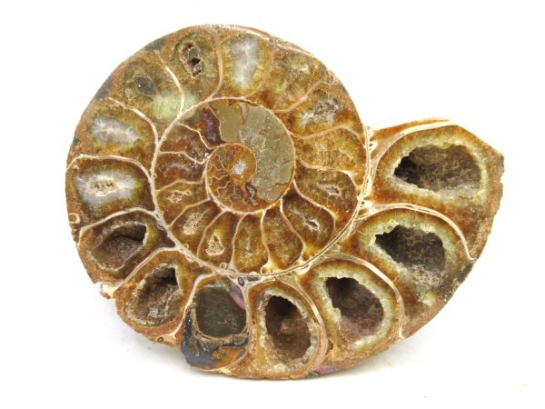 Madagascar Medium Cretaceous Cleoniceras Ammonite 192b | Fossils for Sale