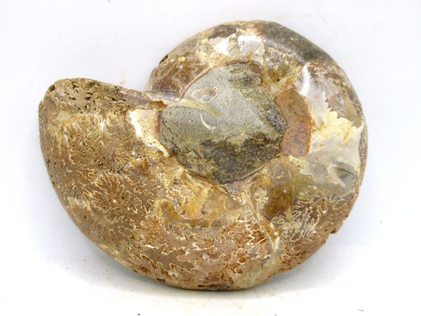 Madagascar Medium Cretaceous Cleoniceras Ammonite 192c | Fossils for Sale