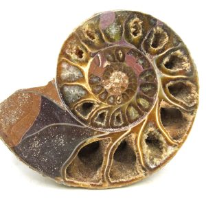 Madagascar Medium Cretaceous Cleoniceras Ammonite 193 | Fossils for Sale