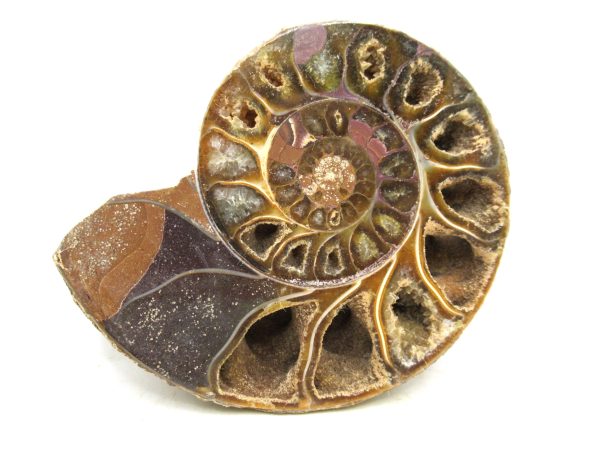 Madagascar Medium Cretaceous Cleoniceras Ammonite 193 | Fossils for Sale