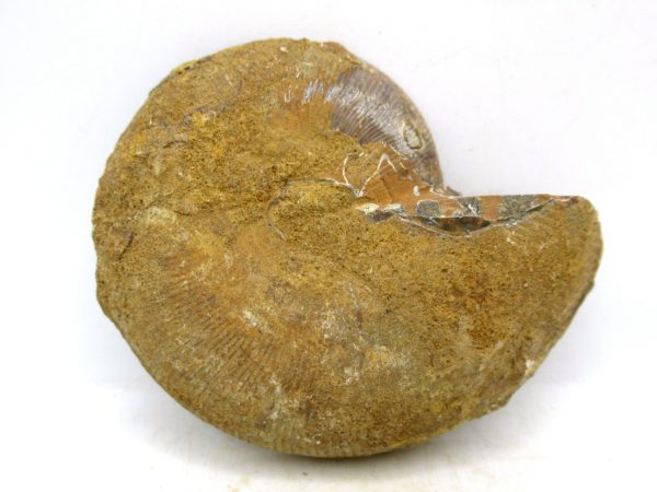 Madagascar Medium Cretaceous Cleoniceras Ammonite 193a | Fossils for Sale