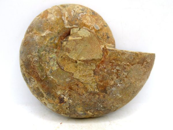 Madagascar Medium Cretaceous Cleoniceras Ammonite 194c | Fossils for Sale