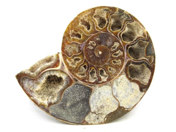 Madagascar Medium Cretaceous Cleoniceras Ammonite 196 | Fossils for Sale