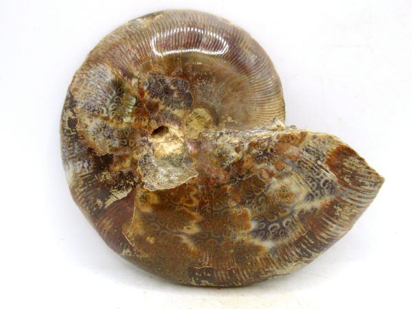 Madagascar Medium Cretaceous Cleoniceras Ammonite 196a | Fossils for Sale