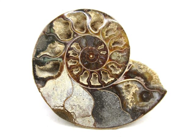Madagascar Medium Cretaceous Cleoniceras Ammonite 196b | Fossils for Sale