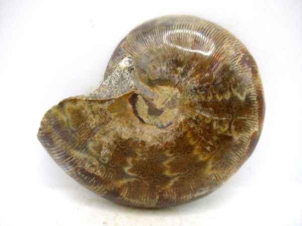 Madagascar Medium Cretaceous Cleoniceras Ammonite 196c | Fossils for Sale