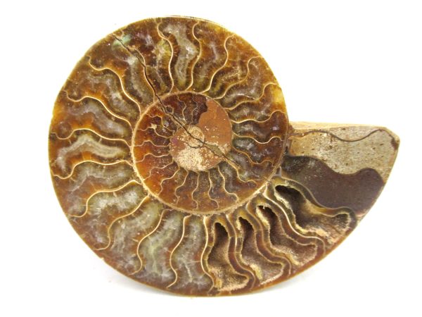 Madagascar Medium Cretaceous Cleoniceras Ammonite 197 | Fossils for Sale