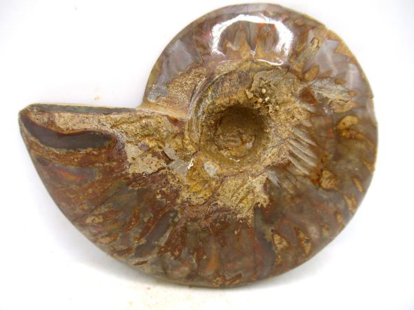 Madagascar Medium Cretaceous Cleoniceras Ammonite 197a | Fossils for Sale