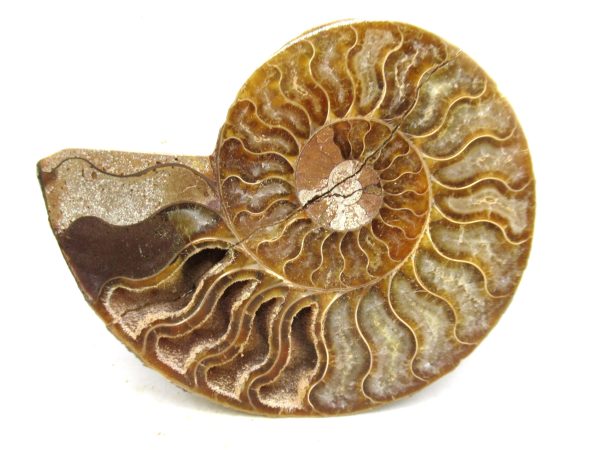 Madagascar Medium Cretaceous Cleoniceras Ammonite 197b | Fossils for Sale