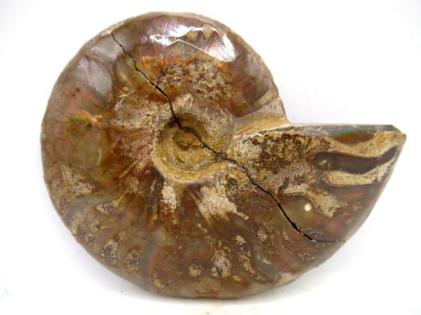 Madagascar Medium Cretaceous Cleoniceras Ammonite 197c | Fossils for Sale