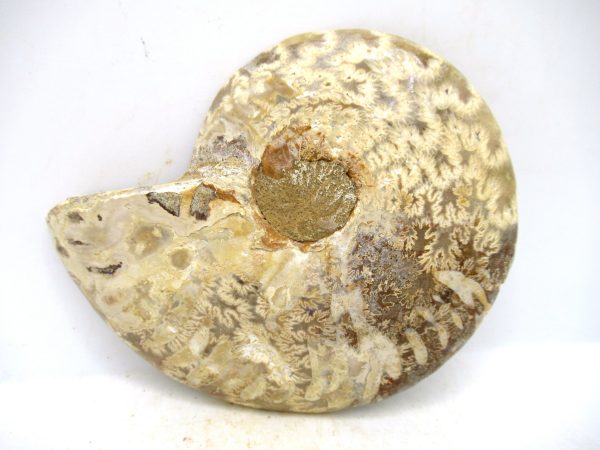 Madagascar Medium Cretaceous Cleoniceras Ammonite 198a | Fossils for Sale