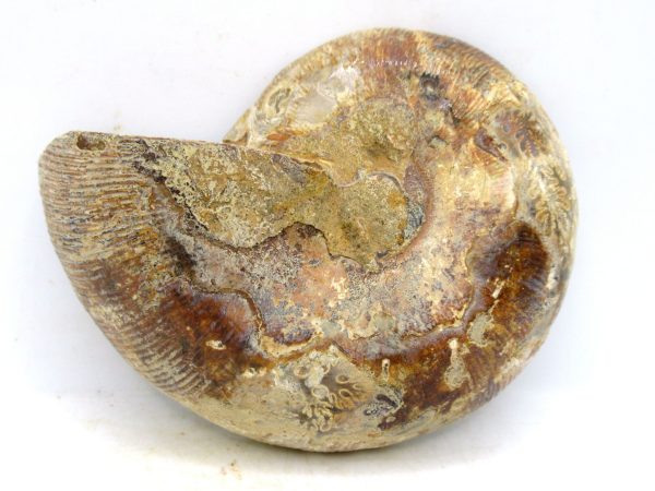Madagascar Medium Cretaceous Cleoniceras Ammonite 199a | Fossils for Sale