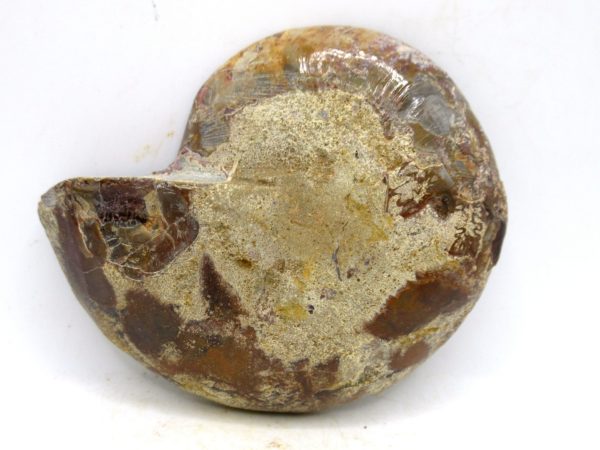 Madagascar Medium Cretaceous Cleoniceras Ammonite 200a | Fossils for Sale