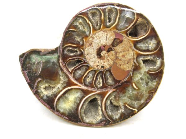 Madagascar Medium Cretaceous Cleoniceras Ammonite 200b | Fossils for Sale