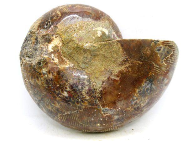 Madagascar Medium Cretaceous Cleoniceras Ammonite 202a | Fossils for Sale