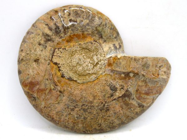 Madagascar Medium Cretaceous Cleoniceras Ammonite 203a | Fossils for Sale