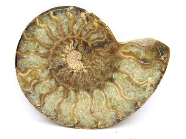 Madagascar Medium Cretaceous Cleoniceras Ammonite 203b | Fossils for Sale