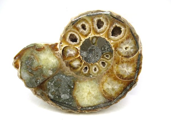 Madagascar Medium Cretaceous Cleoniceras Ammonite 205 | Fossils for Sale