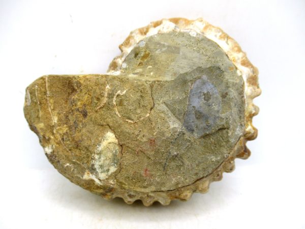 Madagascar Medium Cretaceous Cleoniceras Ammonite 205c | Fossils for Sale