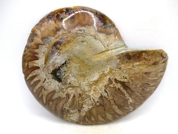 Madagascar Medium Cretaceous Cleoniceras Ammonite 207a | Fossils for Sale