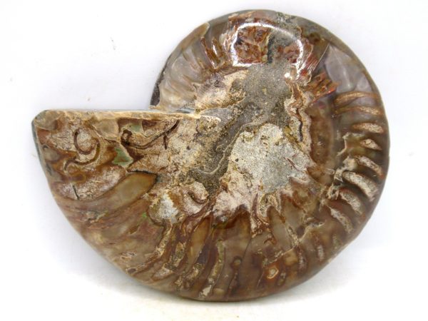 Madagascar Medium Cretaceous Cleoniceras Ammonite 208a | Fossils for Sale