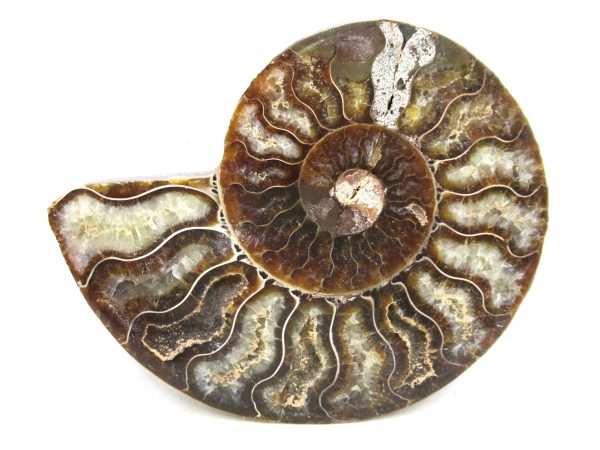 Madagascar Medium Cretaceous Cleoniceras Ammonite 208b | Fossils for Sale