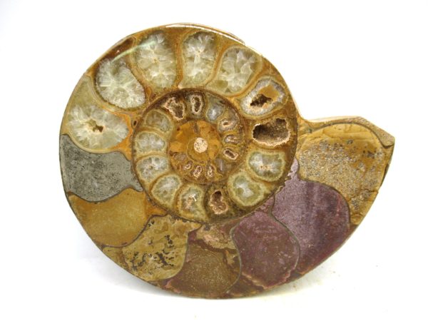 Madagascar Medium Cretaceous Cleoniceras Ammonite 212b | Fossils for Sale