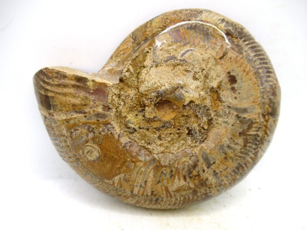 Madagascar Medium Cretaceous Cleoniceras Ammonite 212c | Fossils for Sale