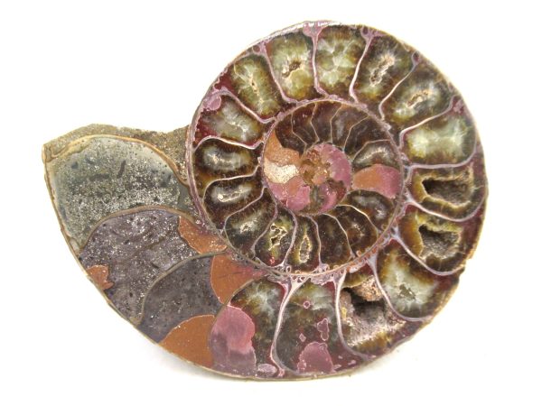 Madagascar Medium Cretaceous Cleoniceras Ammonite 213 | Fossils for Sale