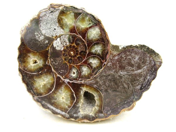 Madagascar Medium Cretaceous Cleoniceras Ammonite 214 | Fossils for Sale