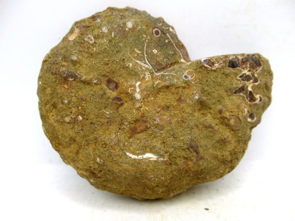 Madagascar Medium Cretaceous Cleoniceras Ammonite 214c | Fossils for Sale