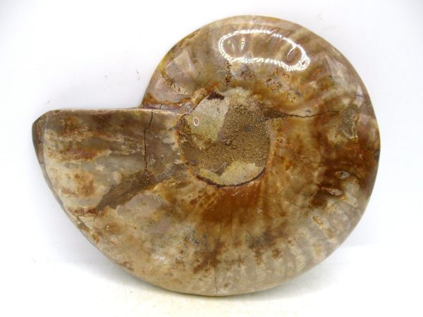 Madagascar Medium Cretaceous Cleoniceras Ammonite 215a | Fossils for Sale