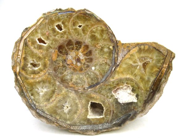 Madagascar Medium Cretaceous Cleoniceras Ammonite 216 | Fossils for Sale