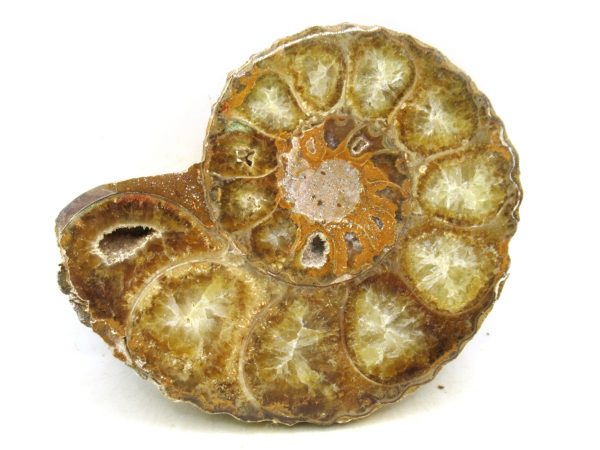 Madagascar Medium Cretaceous Cleoniceras Ammonite 218 | Fossils for Sale