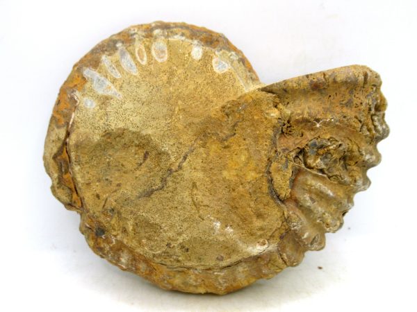 Madagascar Medium Cretaceous Cleoniceras Ammonite 218a | Fossils for Sale